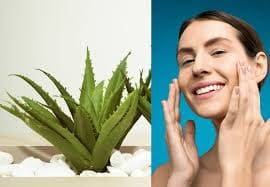 এলোভেরা দিয়ে মুখের যত্ন | Benefits of Aloe Vera on Face Overnight