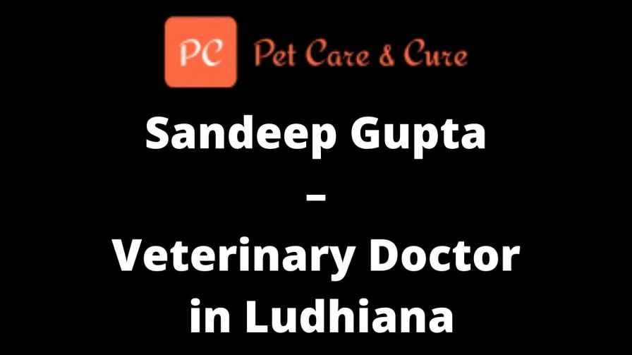 Sandeep Gupta - Veterinary Doctor in Ludhiana