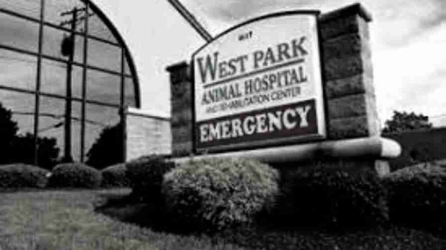 East Padden Animal Hospital Doctor List, Address, Contact, Reviews