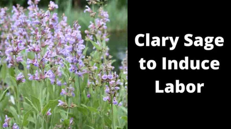 Clary Sage to Induce Labor